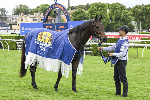 Gringotts won his second $3million Big Dance - image Bradley Photos