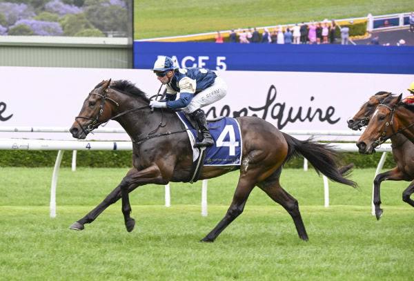 Kiwi bred Gringotts wins the Big Dance - image Steve Hart