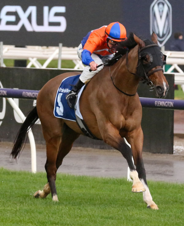 Grinzinger Belle takes out the VRC Let's Elope Gr.2 Stakes for rider Damian Lane. Photo:Bruno Cannatelli