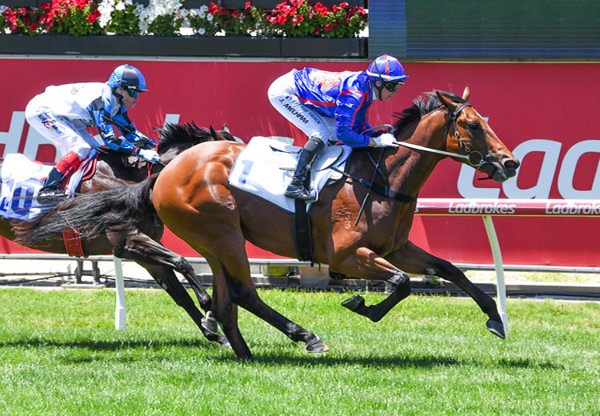 Guest House wins on debut - image Brett Holburt / Racing Photos