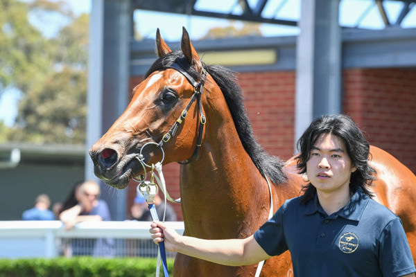 Guest House is a good looking colt - image Racing Photos
