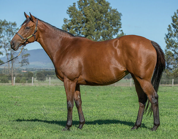 Cafe Millenium's Three-Quarter-Sister Gypsy Diamond Sold For $1.8m To Yulong At The Inglis Chairman's Sale