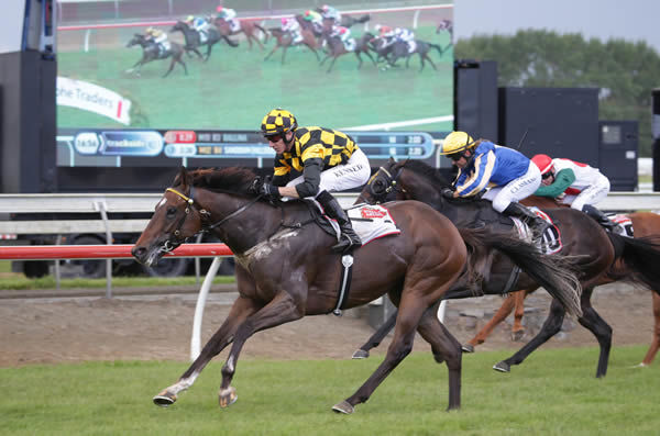 Habana carries the hopes of trainer Lance Noble in Saturday's Gr.1 TAB Classic (1600m) at Trentham.  Photo: Trish Dunell