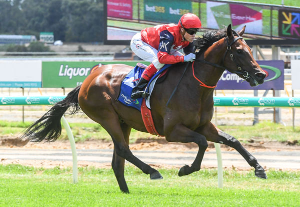 Hafey wins on debut for the Victorian Stallion Alliance partners - image Brett Holburt / Racing Photos