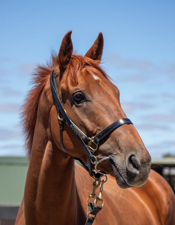 Click to see the actual sale page for Half Yours.