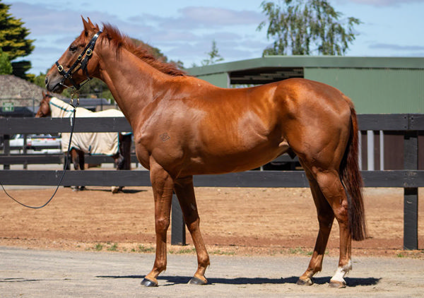 Half Yours Was Purchased For $305,000 By His Current Connections From The Inglis Digital Platform