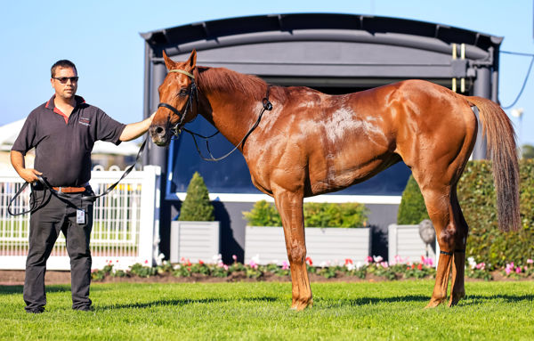 Hang Man off to the Doomben Cup (image Grant Courtney)
