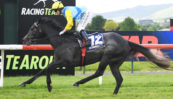 Hankee Alpha winning at Te Aroha on Wednesday.  Photo: Kenton Wright (Race Images)