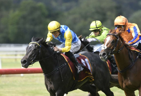 Hankee Alpha (inside) powering to victory in the Diprose Millar Community Fund (1100m) at Te Aroha.   Photo: Kenton Wright (Race Images) 