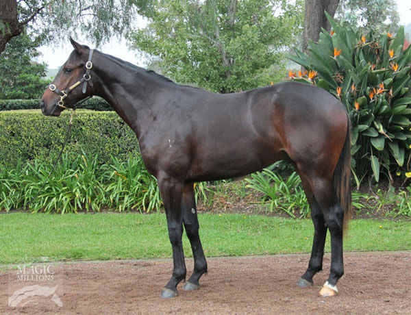 Happy Go Plucky a $7,300 National yearling
