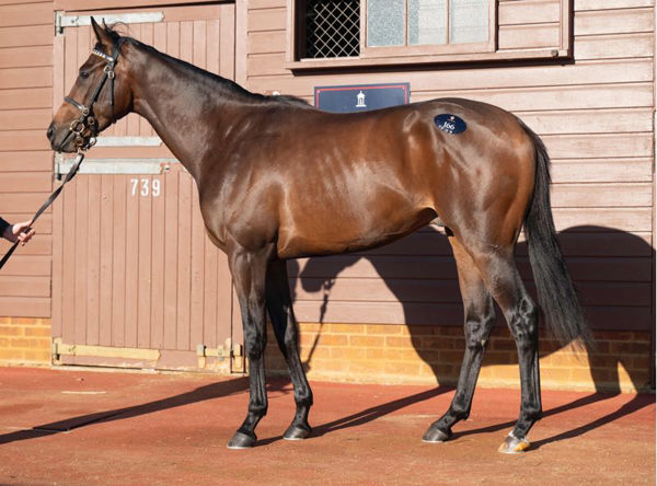 Hard Evidence is headed to the Chris Waller stable.