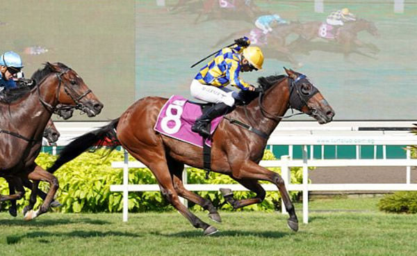 Hard Too Think beats Big Hearted to win the Singapore Derby - image Singapore Turf Club. 
