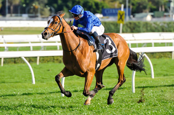 Arrowfield Stud will be offering a half-sister by Zoustar to perrenial crowd favourite Hartnell as part of their 63 strong draft at Magic MIllions.