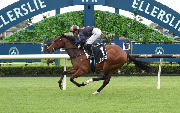 Quality juvenile Harvey Wallbanger is set to line up at Ellerslie in Saturday's Gr.3 Colin Jillings 2YO Classic. Photo: Kenton Wright (Race Images)