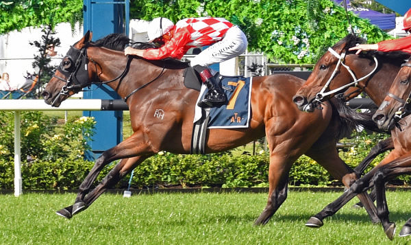 Hasstobeawinner powers across the line to win the Stella Artois 1500 Championship Final at Ellerslie.   Photo: Kenton Wright (Race Images) 