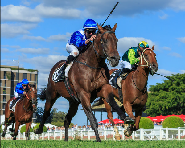 Hawaii Five Oh retires to Vinery Stud this spring - image Grant Courtney 