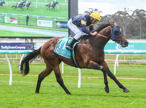 He'll Rip wins with style at Bendigo - image Brett Holburt / Racing Photos