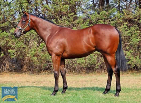 $850,000 Magic Millions purchase Head of State is the most expensive Australian yearling from the first  crop of his sire. 