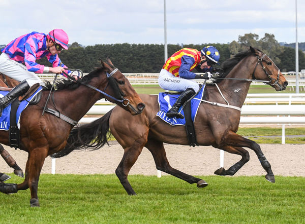 William McCarthy gets the best out of Heberite as he makes a winning debut over fences at Ballarat Photo Credit: Brett Holburt
