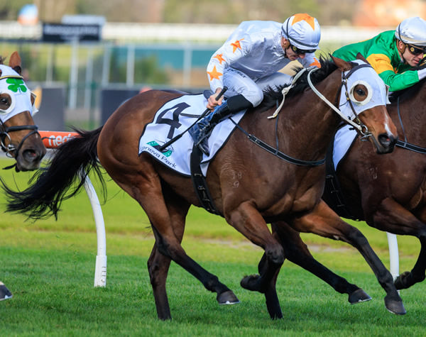 Hell Hound is back in the winning groove - image Grant Courtney