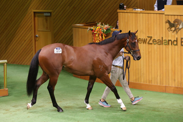 $550,000 Hellbent colt from Title Holder