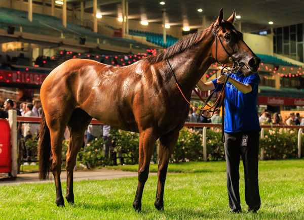 Hellfest has become a valuable broodmare prospect of the future for Godolphin.