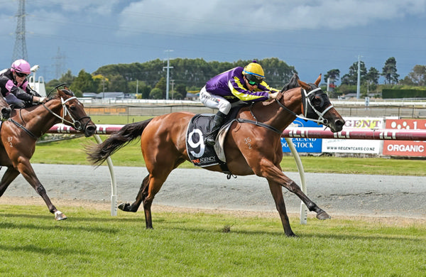 Hello Hayley winning the Listed ILT Ascot Park Hotel Southland Guineas (1400m) at Ascot Park. Photo: Monica Toretto