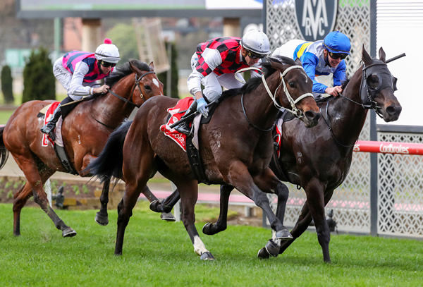 He's Xceptional wins the Listed McKenzie Stakes - image George Salpigtidis / Racing Photos