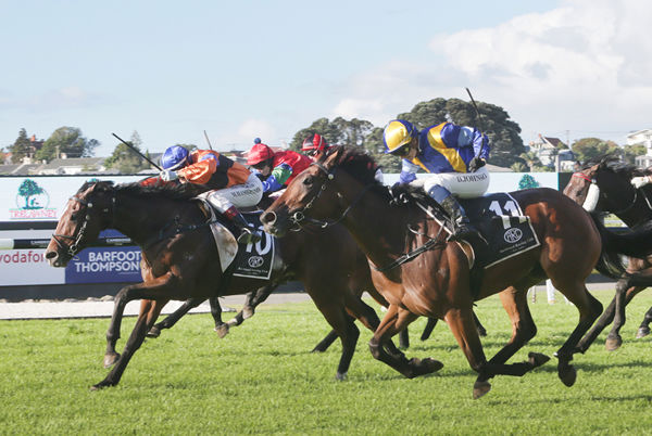 Hezashocka causes a massive upset as he takes out the Gr.2 Trelawney Stud Championship Stakes (2100m) at Ellerslie. Photo Credit: Trish Dunell