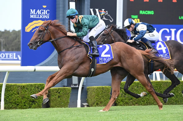 Snitzel colt Highness has put himself in the Magic Millions picture - image Steve Hart
