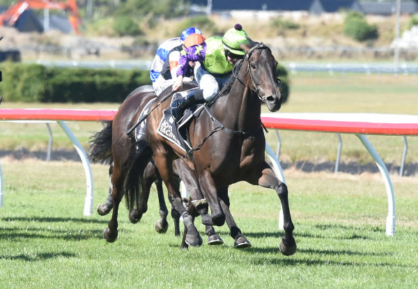 Hi Yo Sass Bomb strides to a deserved black-type crown in the Gr.3 Wentwood Grange Cuddle Stakes (1600m) at Trentham on Saturday under Joe Doyle.  Photo: Peter Rubery (Race Images Palmerston North)