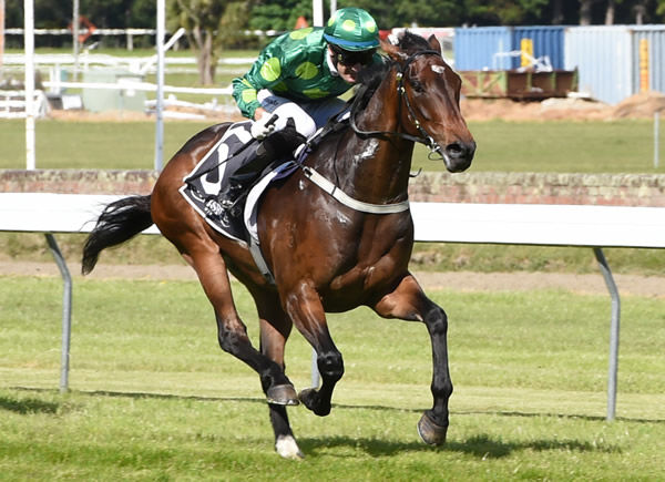 Group One performer Hiflyer is set to return to racing after a two year hiatus. Photo: Race Images