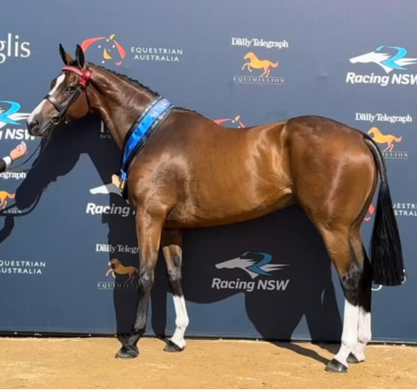 Winner of the New Stars Led Thoroughbred class was 6YO Your Song gelding High Class, registered as Your Serve - image Facebook