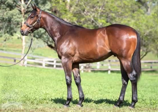Hinchbeast as a yearling at Willow Park