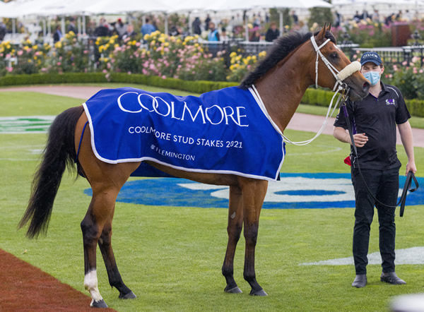 Home Affairs was an $875,000 Inglis Easter purchase - image Grant Courtney..