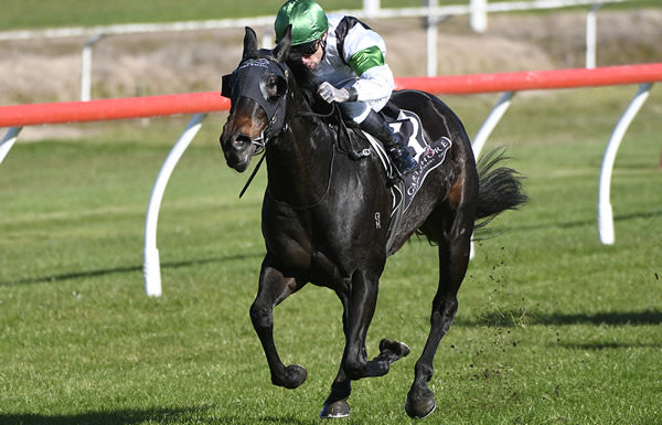 Honey Badger scores a runaway victory at Tauranga. Photo: Kenton Wright (Race Images)