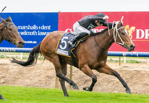 Bred and sold by Yarraman Park, Honeycup scores at Benalla - image Jay Town / Racing Photos