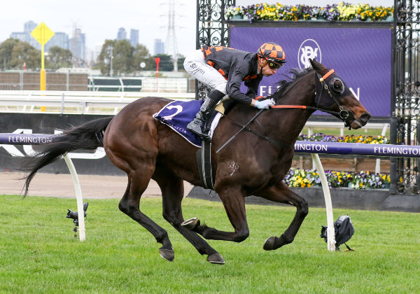 Horrifying made it back to back victories at Flemington on Saturday. Photo: Bruno Cannatelli