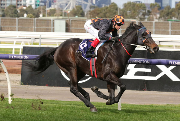 Horrifying and Craig Williams head to the winning post at Flemington as they take out the Flemington Cup 1849 (2800m) Photo credit: Bruno Cannatelli