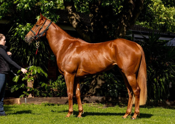 Top lot at $250,000 was well related Snitzel filly How Rude.