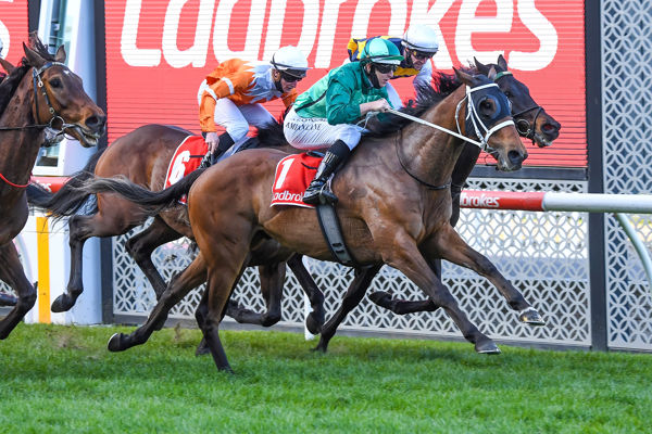 There’s Fight in the Old Boy Yet | Breednet