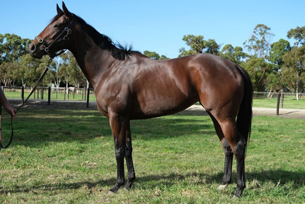 Hummalong was bought for $190,000 and will visit Trapeze Artist.