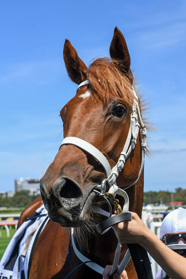 Hungry Heart looking ahead to the Golden Slipper images Steve Heart