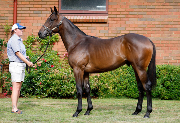 Lot 415 is the half-brother to Burn to Shine.