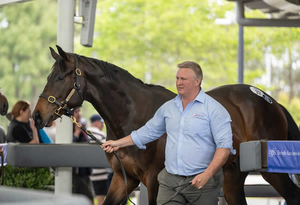 $370,000 I Am Invincible colt from Bit of Cheek