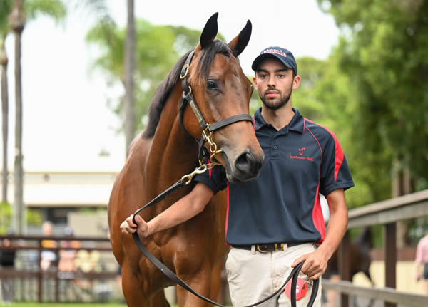 $1.2million I Am Invincible filly from Outback Barbie - image Magic Millions