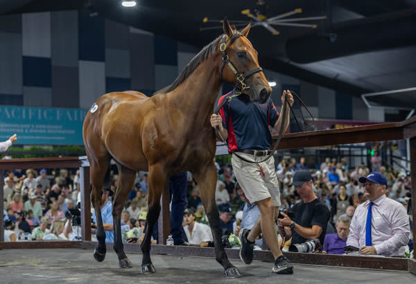 $1.3million I Am Invincible colt from Palace Talk was the star of the show on Tuesday - image Magic Millions 