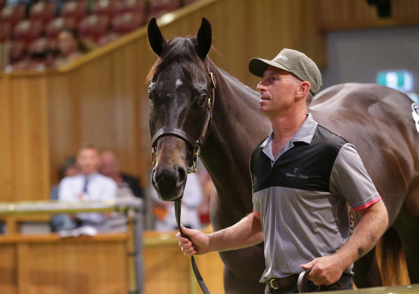 The $1.65million I Am Invincible colt from Shillelagh has been the talk of the sale all week - image Trish Dunell