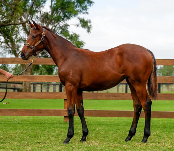 I Am Invincible filly from Shoko, click to see her page.