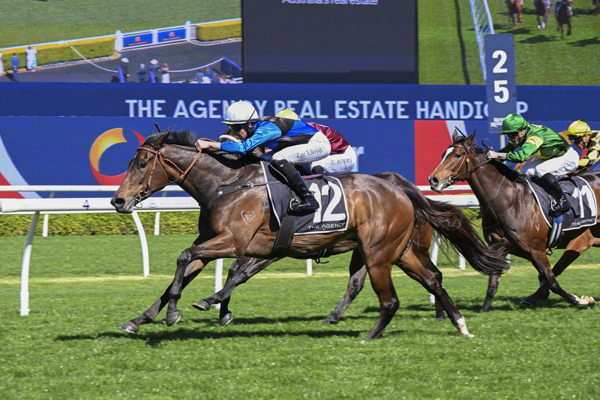 Blueblood Dundeel mare Idle Flyer was a pedigree standout at Randwick - image Bradley Photogaphy